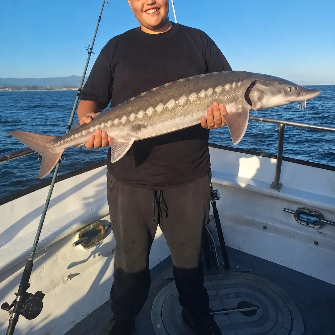 The most recent White sturgeon catches on Fishbrain