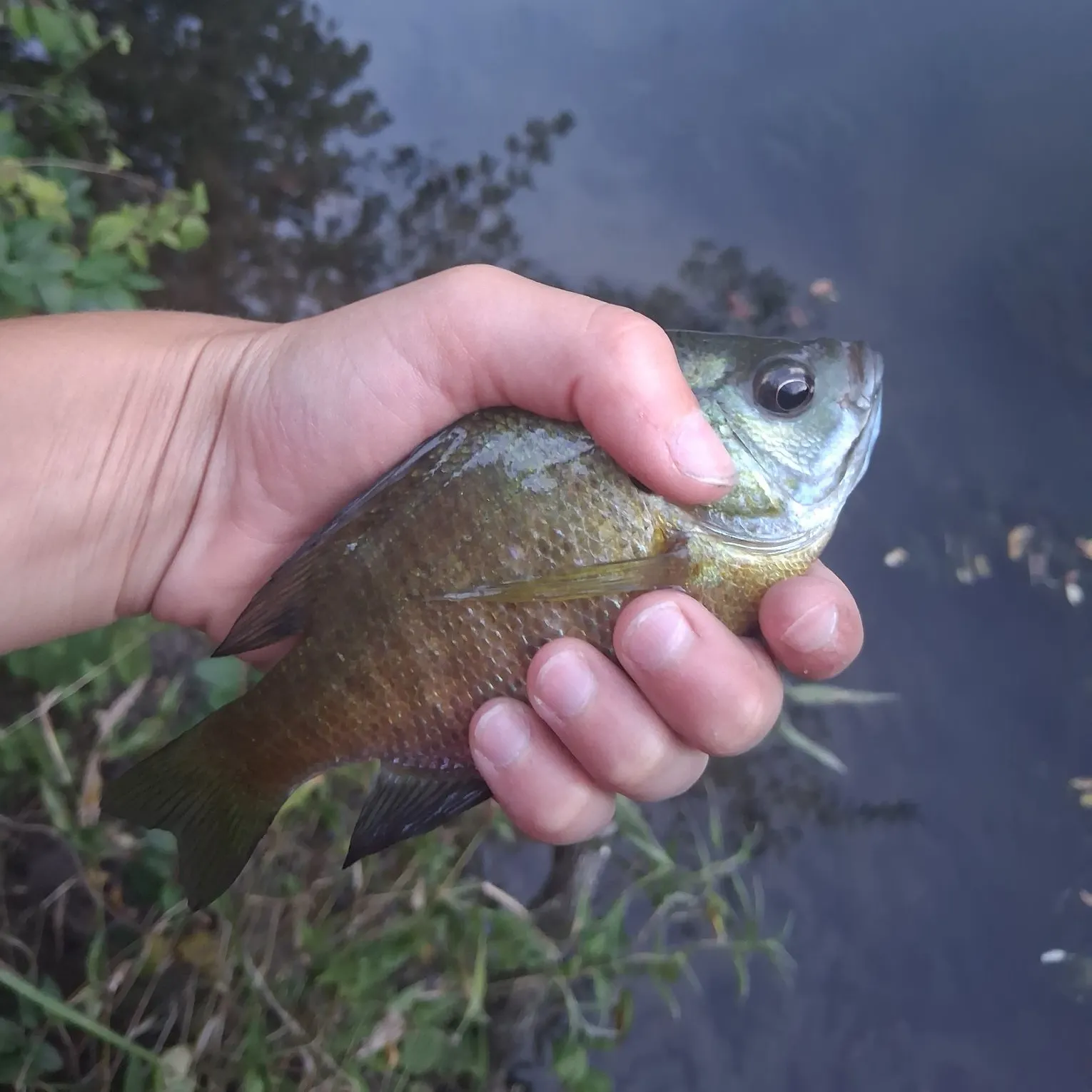 Bluegill caught on Fishbrain