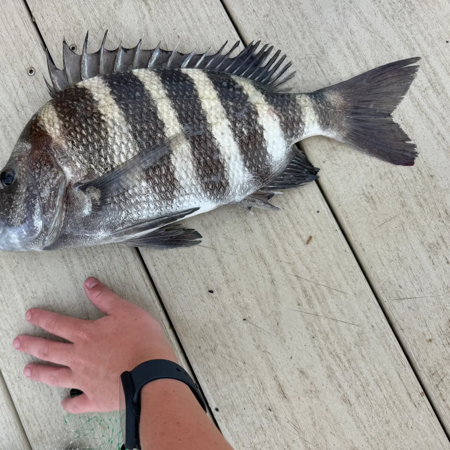 Sheepshead caught on Fishbrain