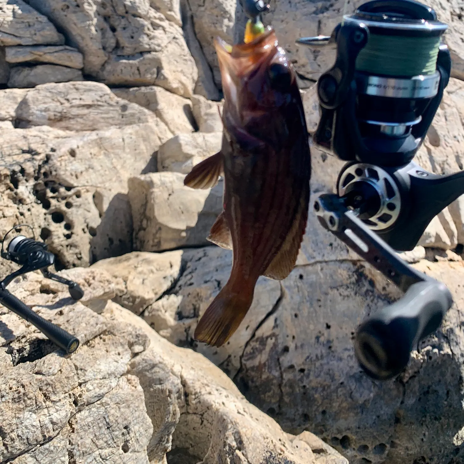The most recent Blacktip grouper catches on Fishbrain