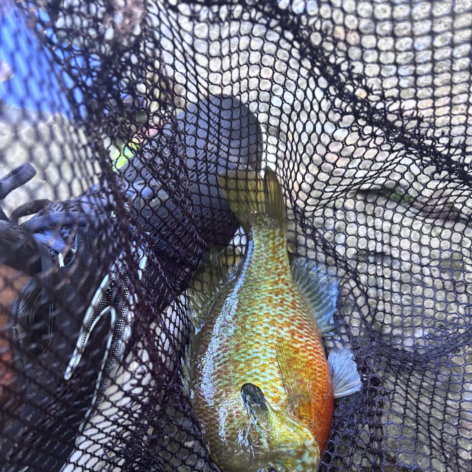 Redbreast sunfish caught on Fishbrain