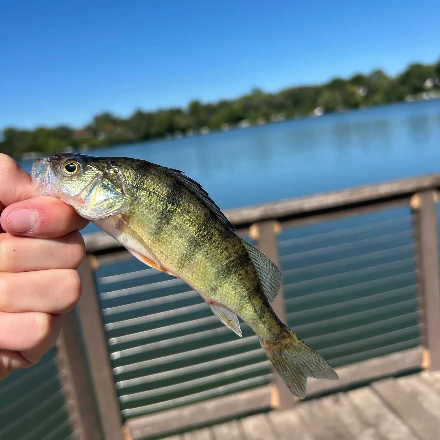 Yellow perch caught on Fishbrain