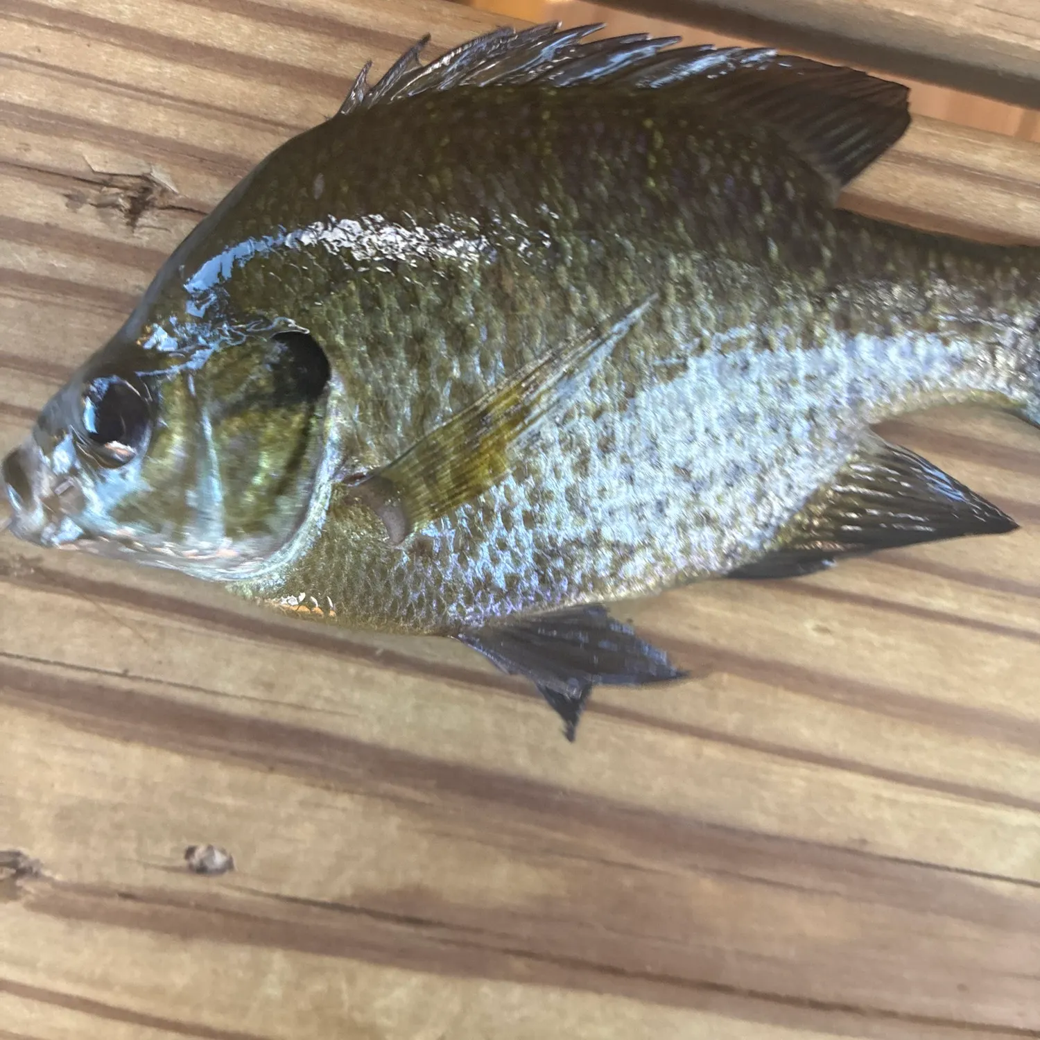 Bluegill caught on Fishbrain