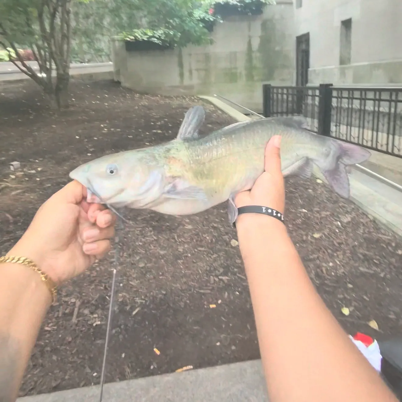 Channel catfish caught on Fishbrain