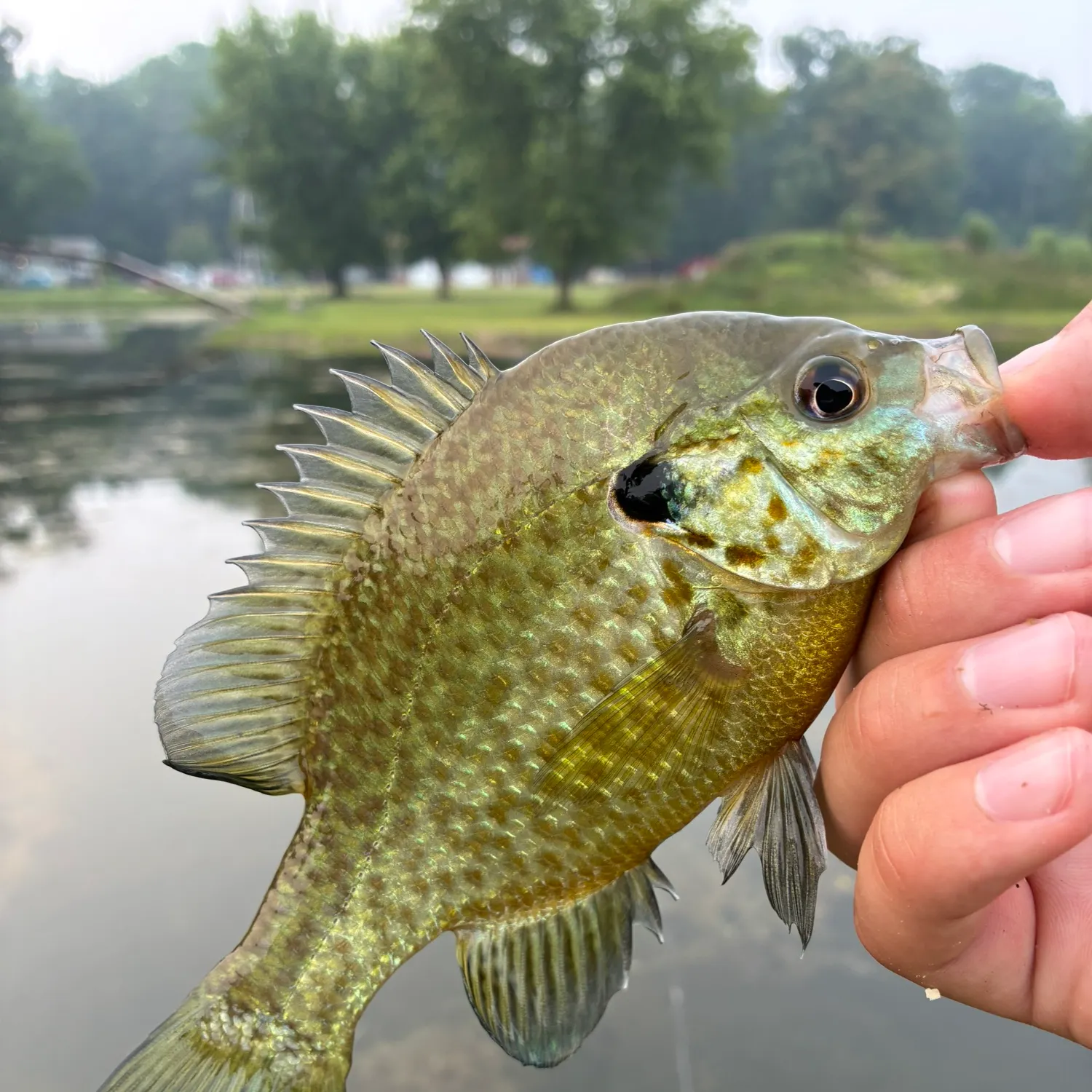The most recent Redear x bluegill catches on Fishbrain