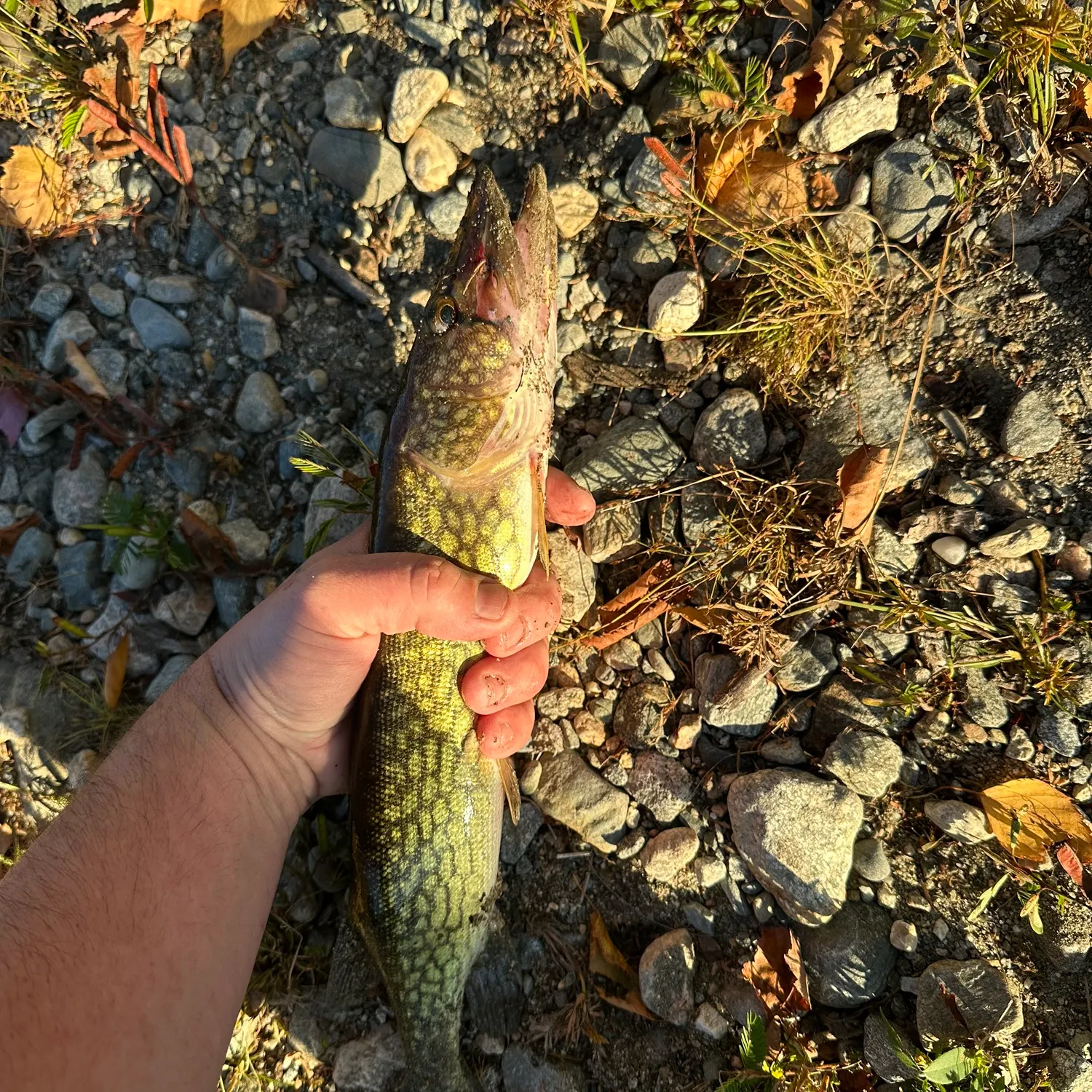Chain pickerel caught on Fishbrain