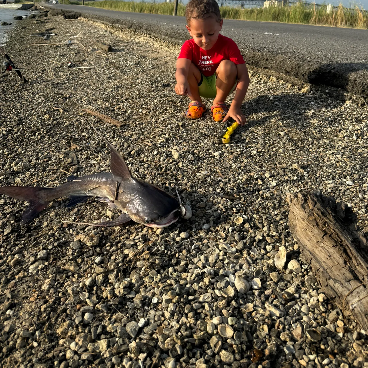 Gafftopsail sea catfish caught on Fishbrain