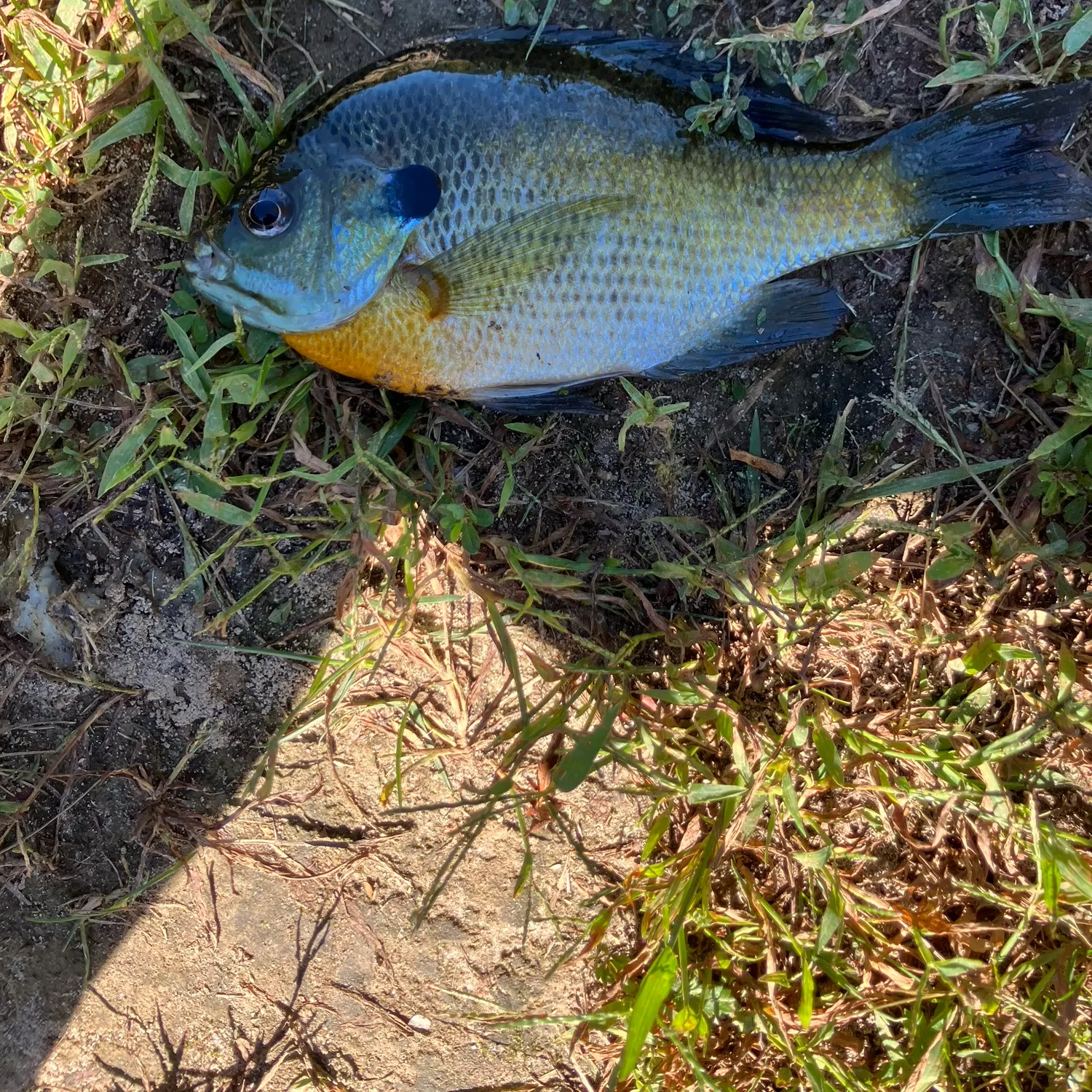 Bluegill caught on Fishbrain