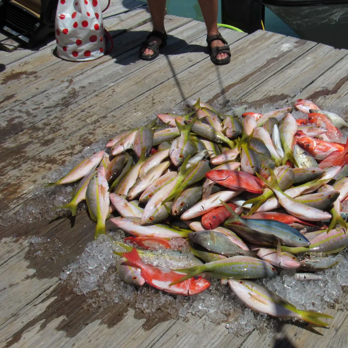 The most recent King mackerel catches on Fishbrain