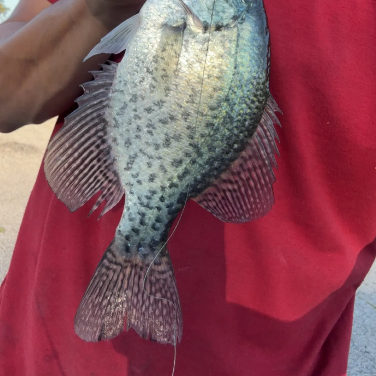 Black crappie caught on Fishbrain