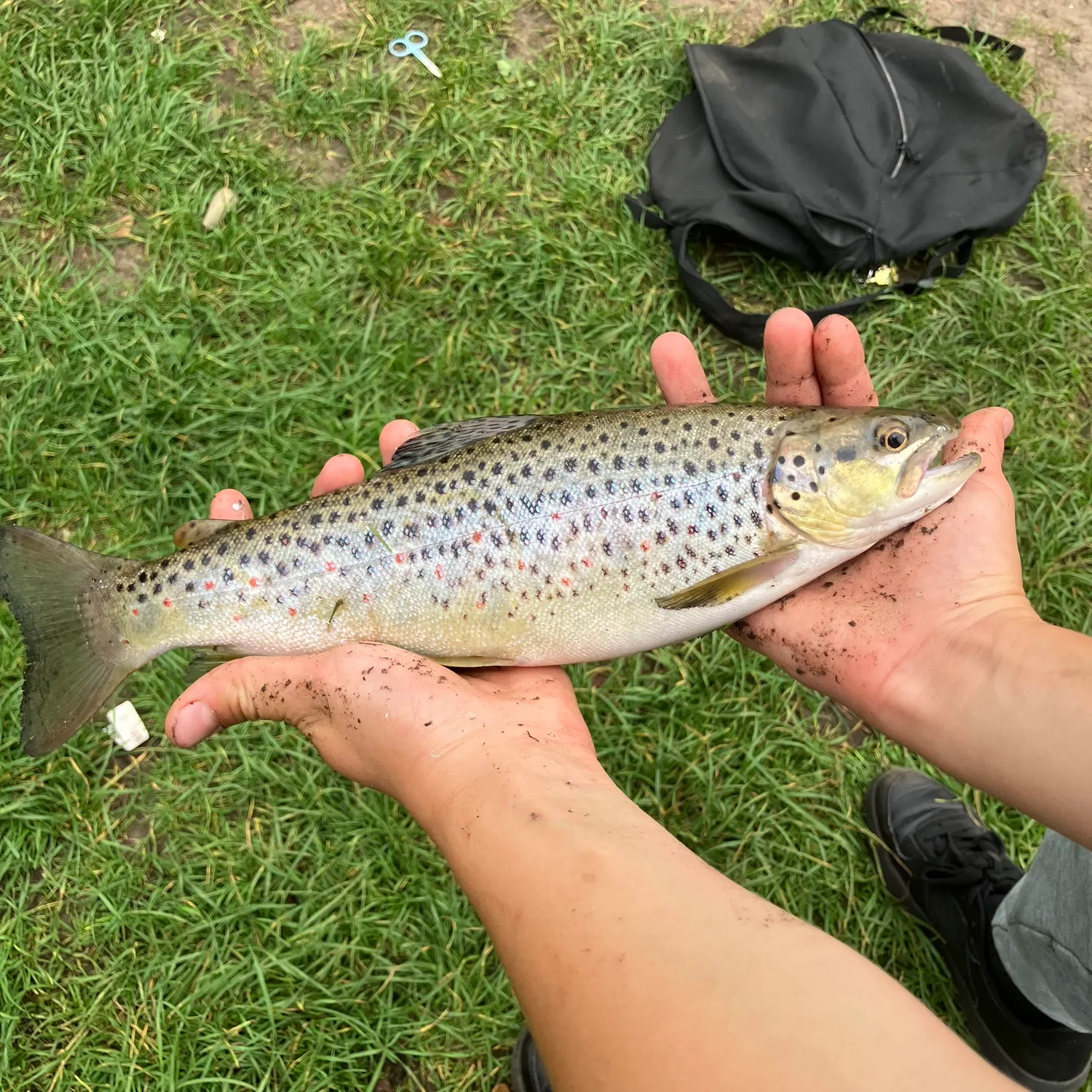 Brown trout caught on Fishbrain