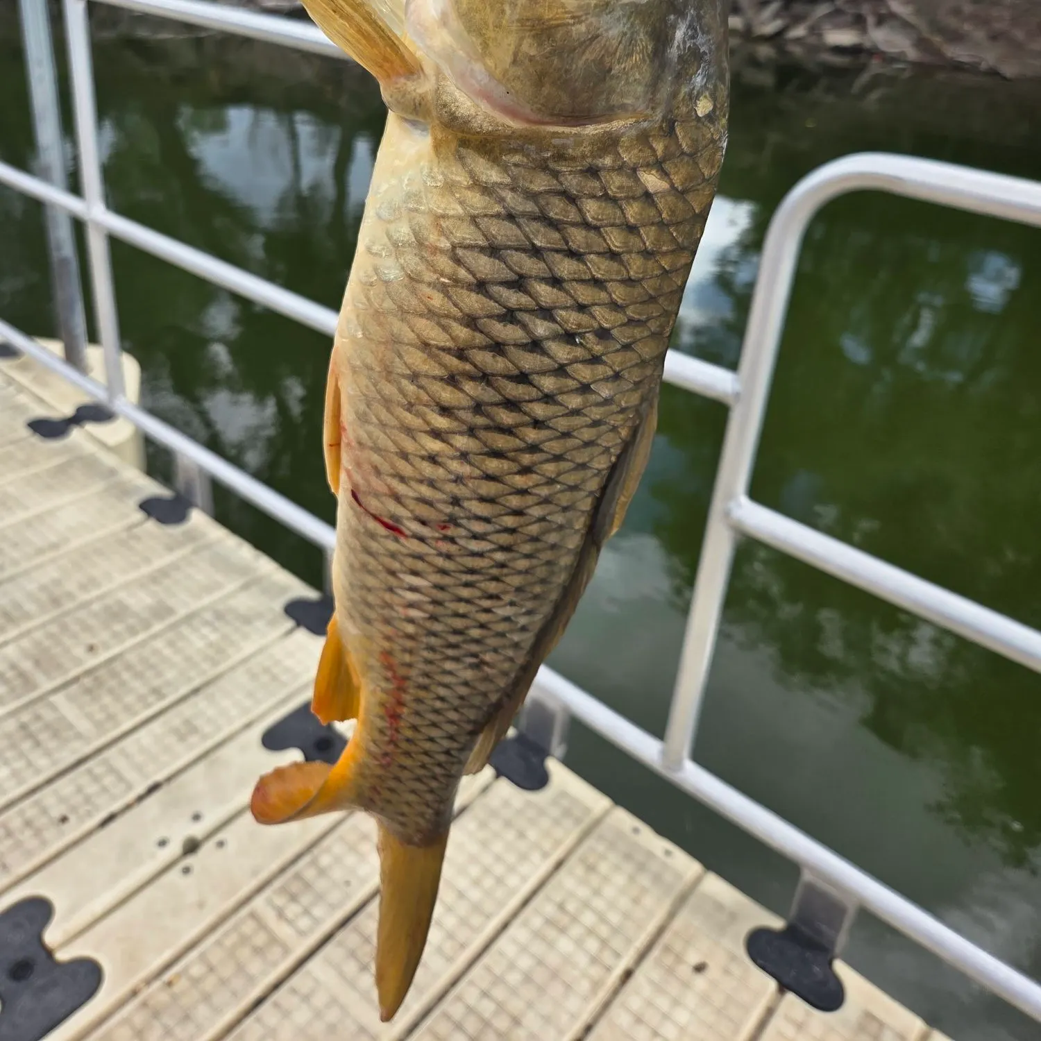 Common carp caught on Fishbrain