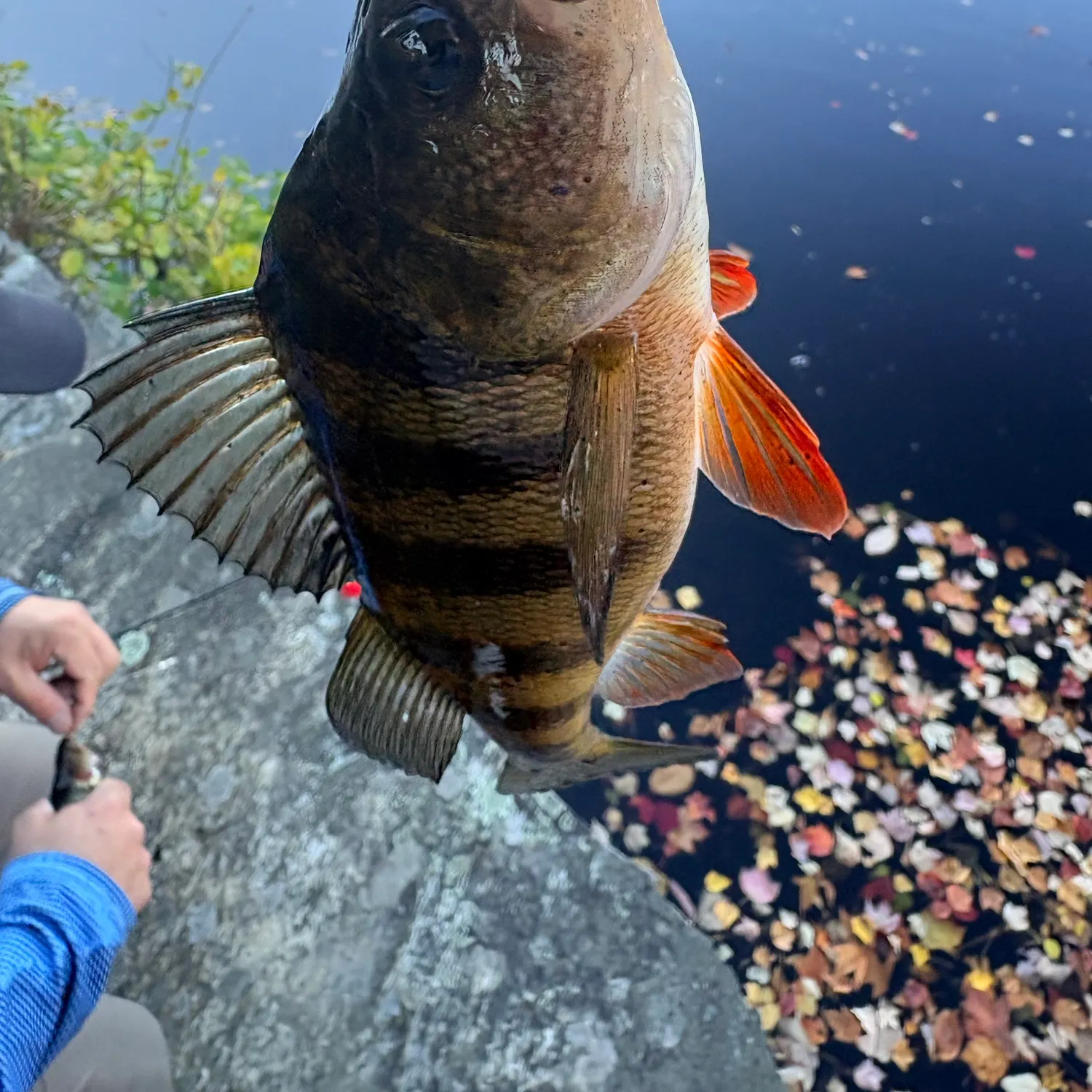 Yellow perch caught on Fishbrain