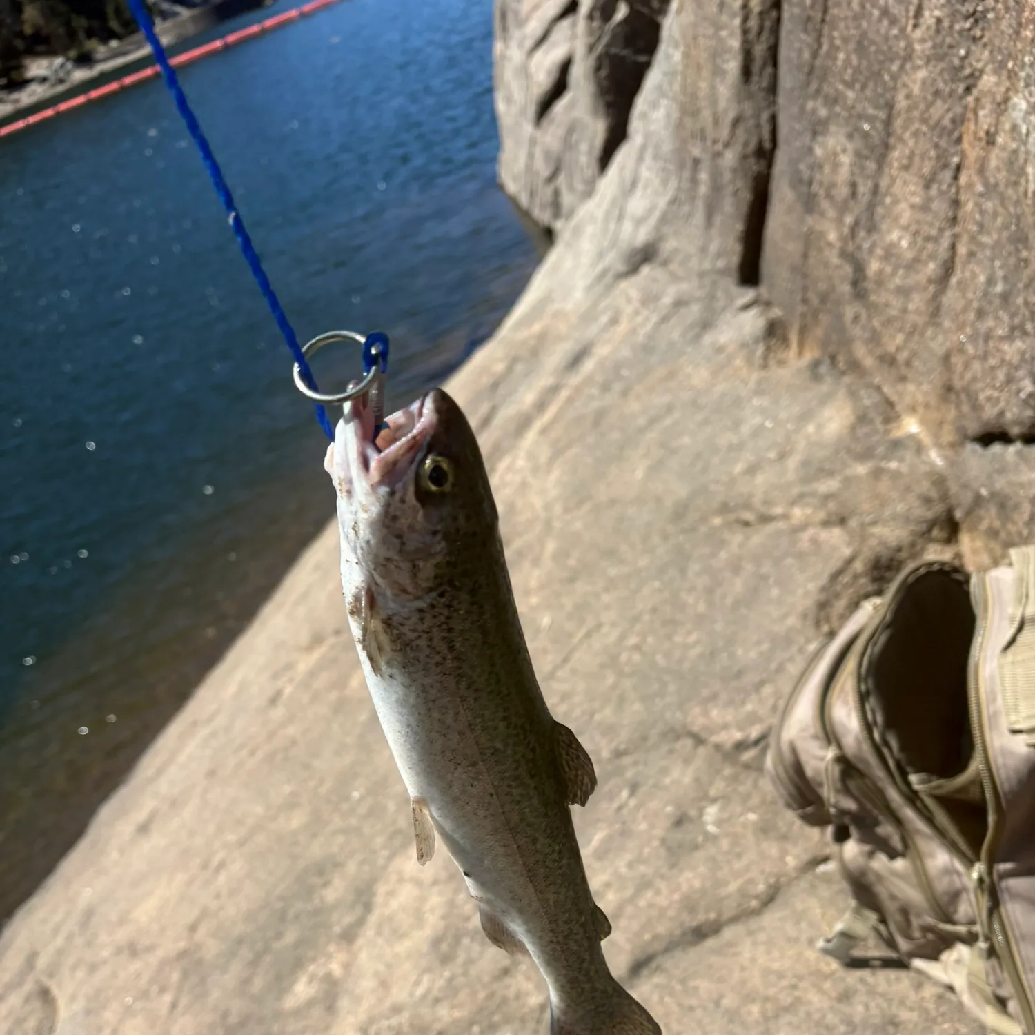 Rainbow trout caught on Fishbrain