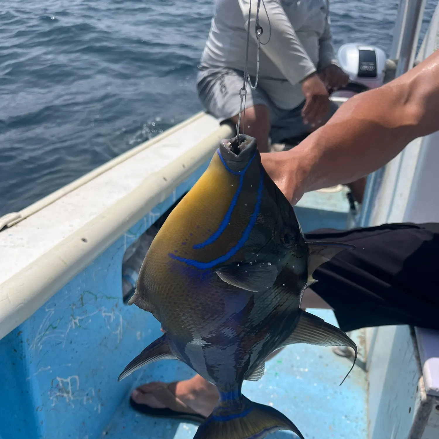 The most recent Queen triggerfish catches on Fishbrain