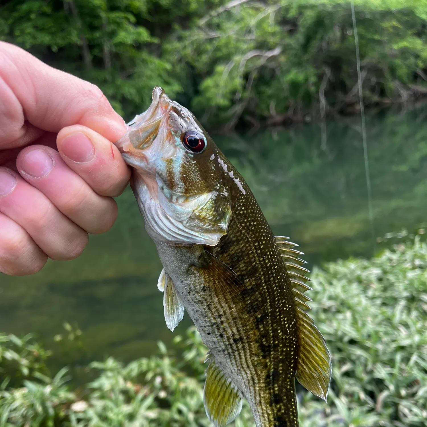 The most recent Cahaba bass catches on Fishbrain