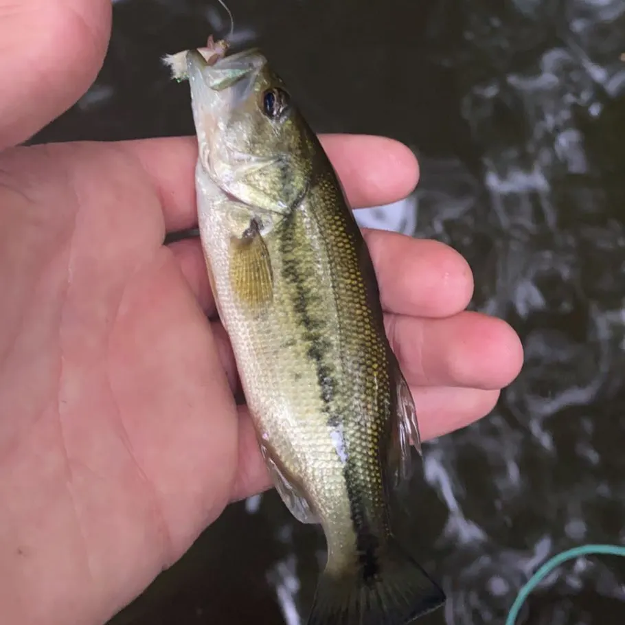 The most recent Spotted bass catches on Fishbrain