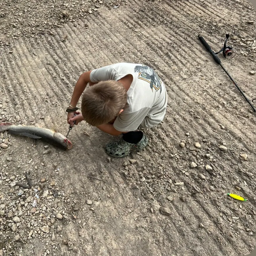 Eyetail bowfin caught on Fishbrain