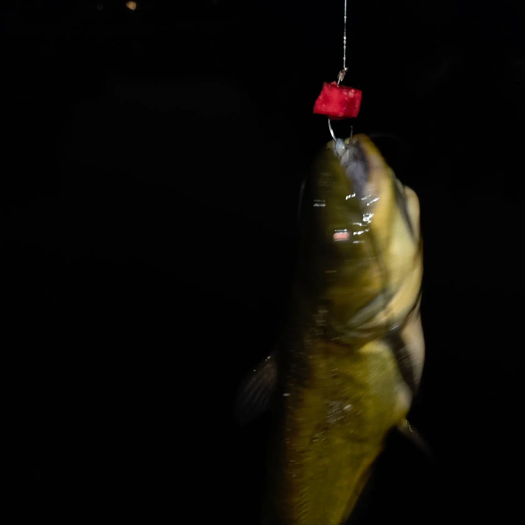 Yellow bullhead caught on Fishbrain