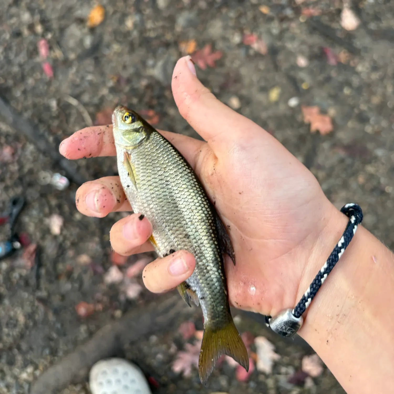 Golden shiner caught on Fishbrain