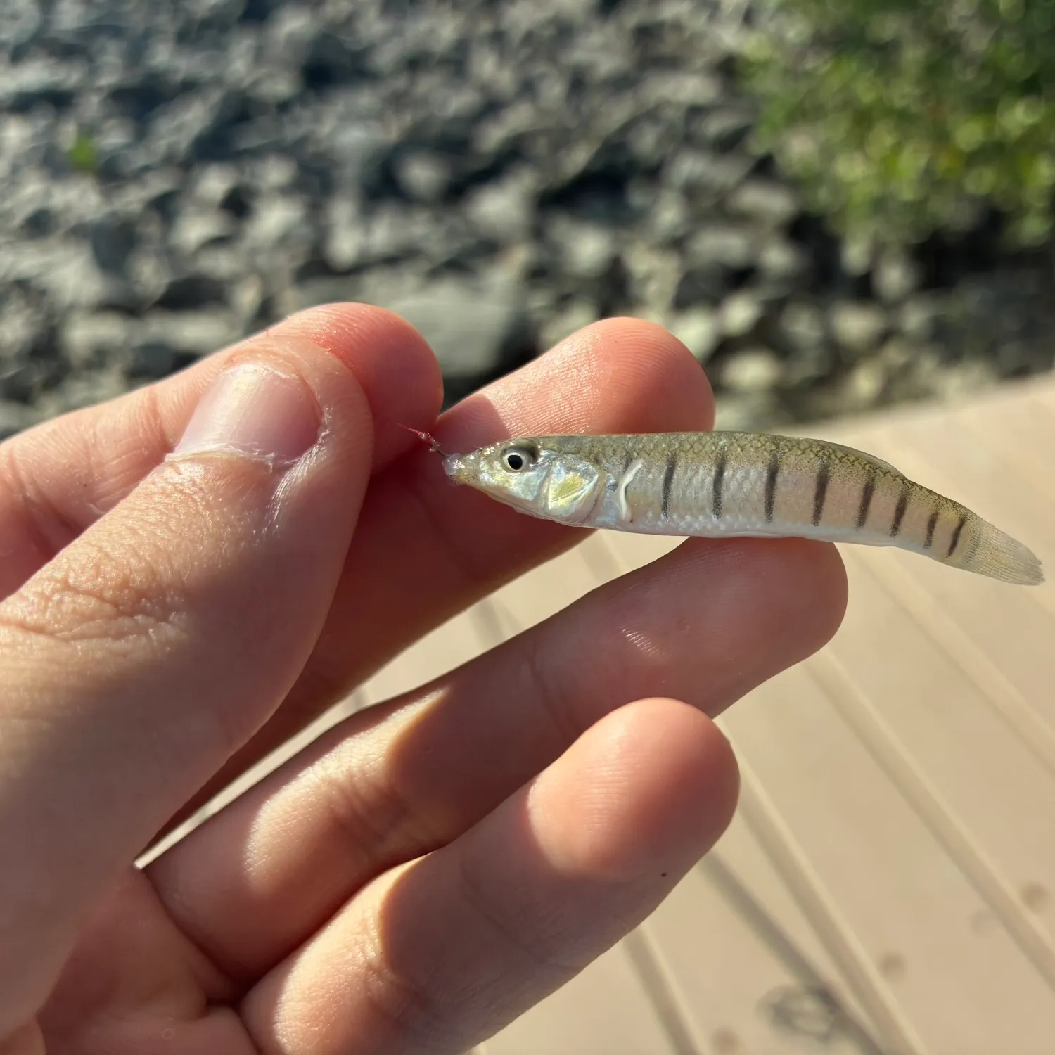 The most recent Longnose killifish catches on Fishbrain