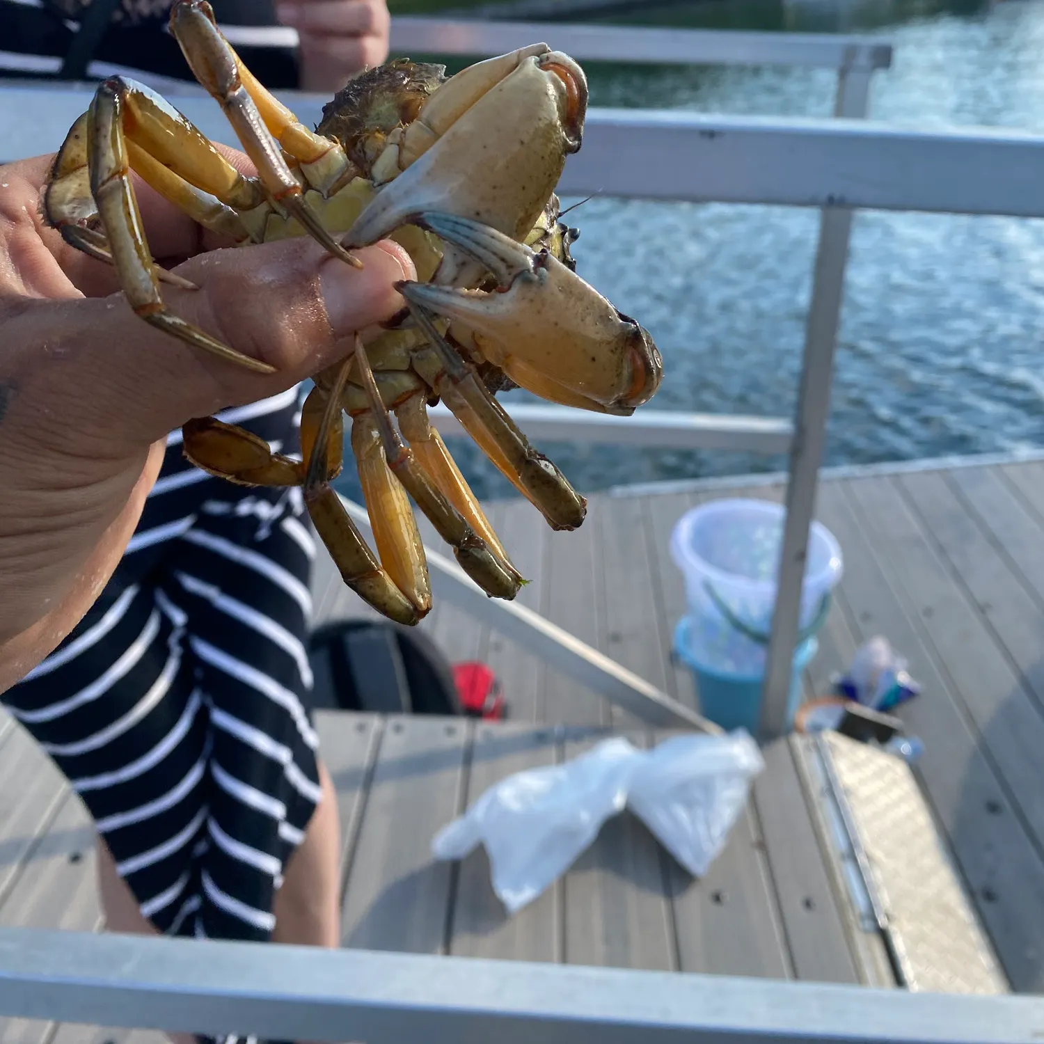 The most recent Jonah crab catches on Fishbrain