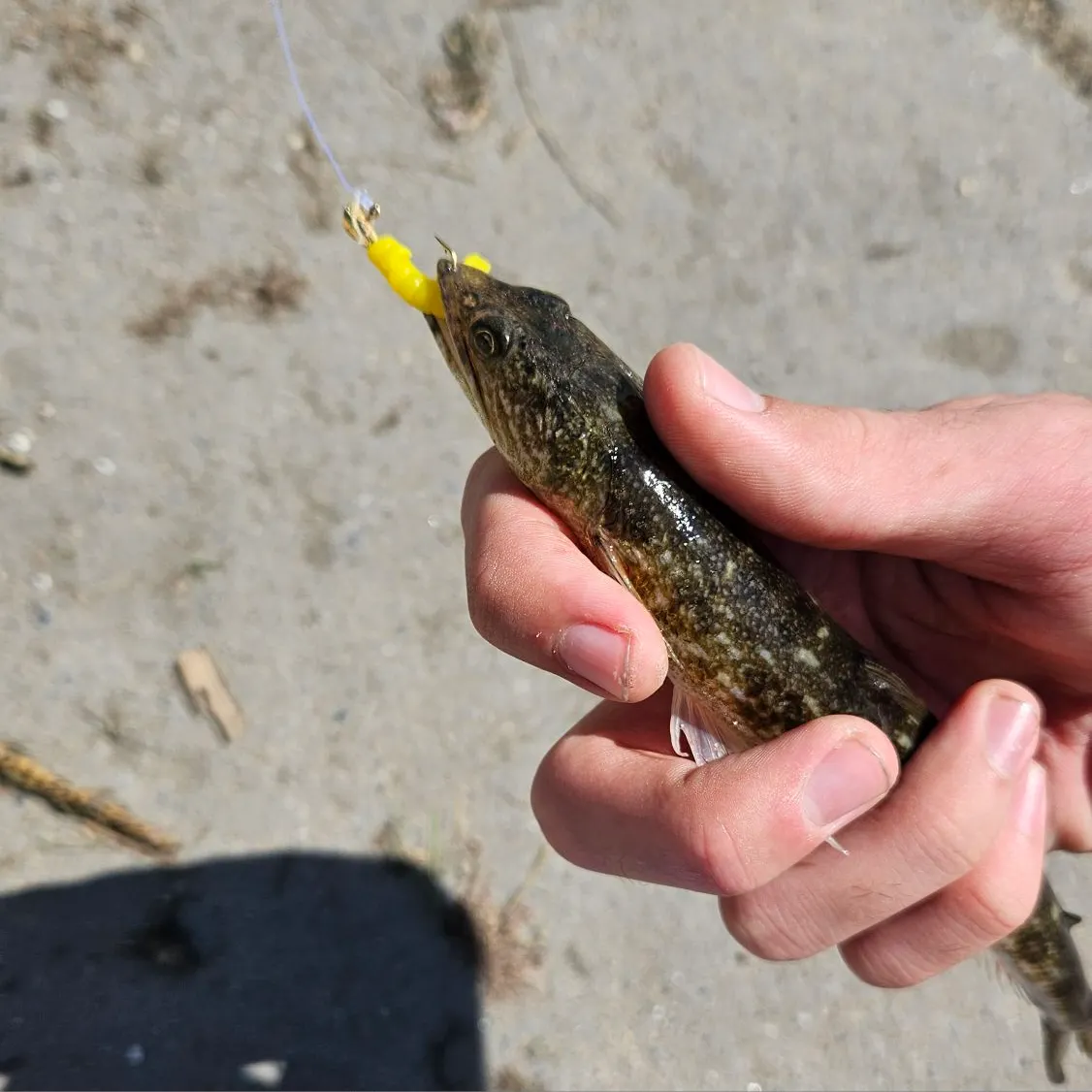 Inshore lizardfish caught on Fishbrain