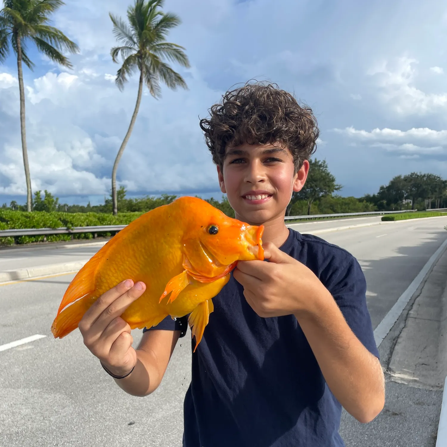 The most recent Hogfish catches on Fishbrain