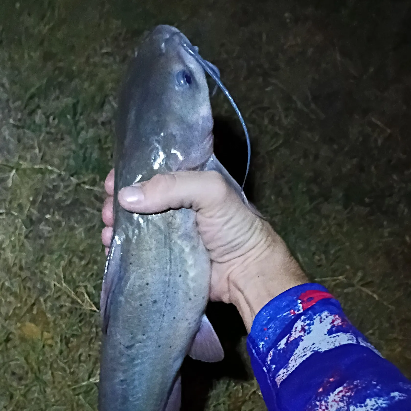 Channel catfish caught on Fishbrain