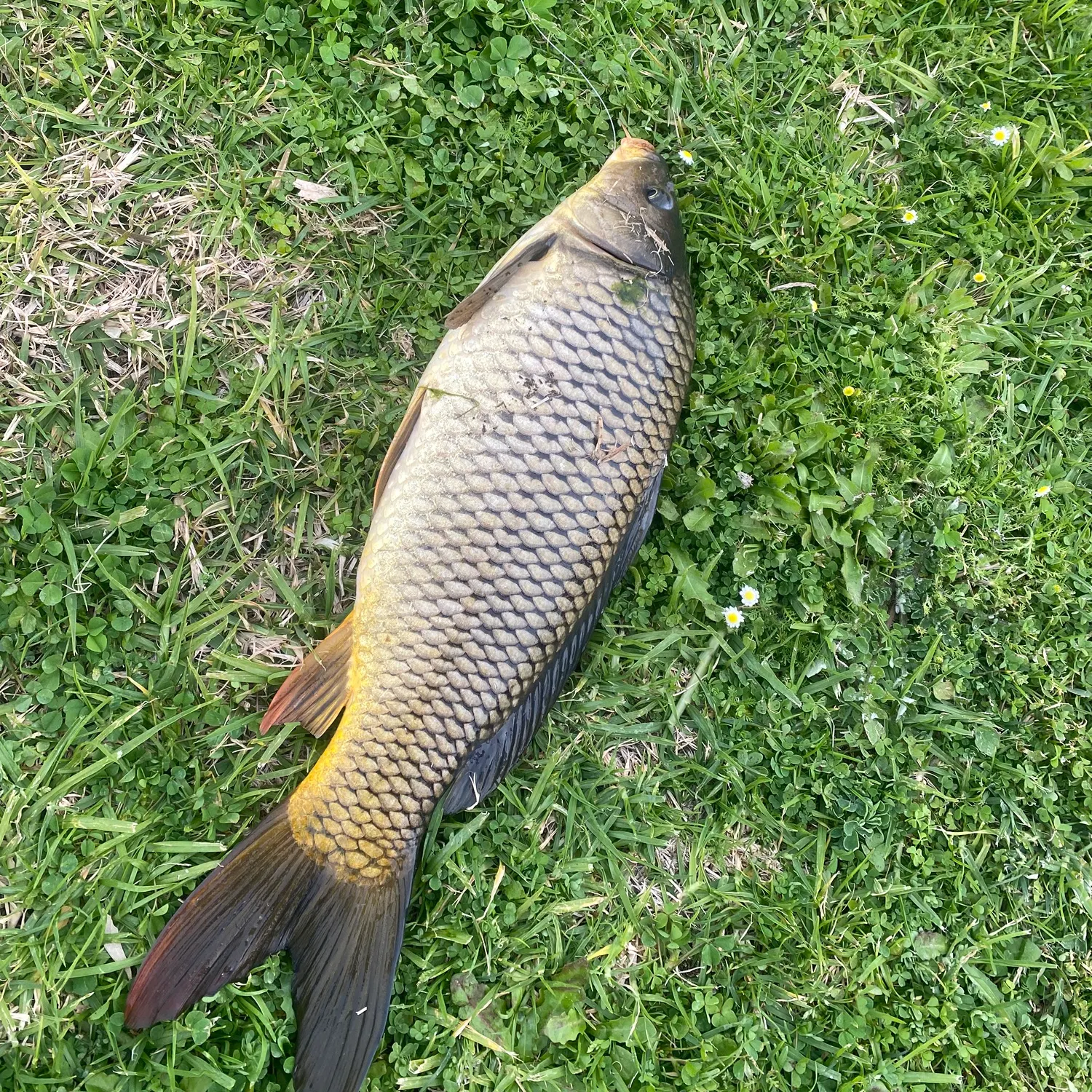 Common carp caught on Fishbrain