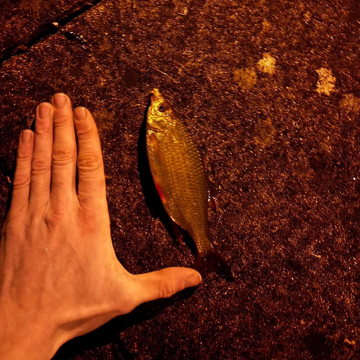 The most recent Common rudd catches on Fishbrain