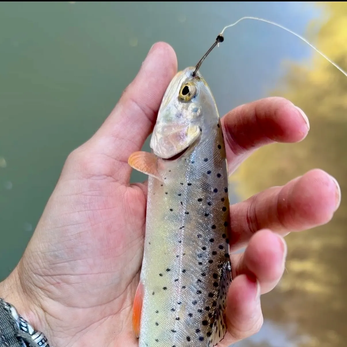 Bonneville cutthroat trout caught on Fishbrain
