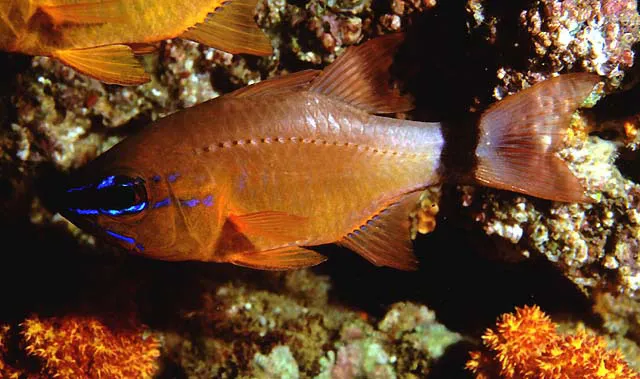 Ring-tailed cardinalfish