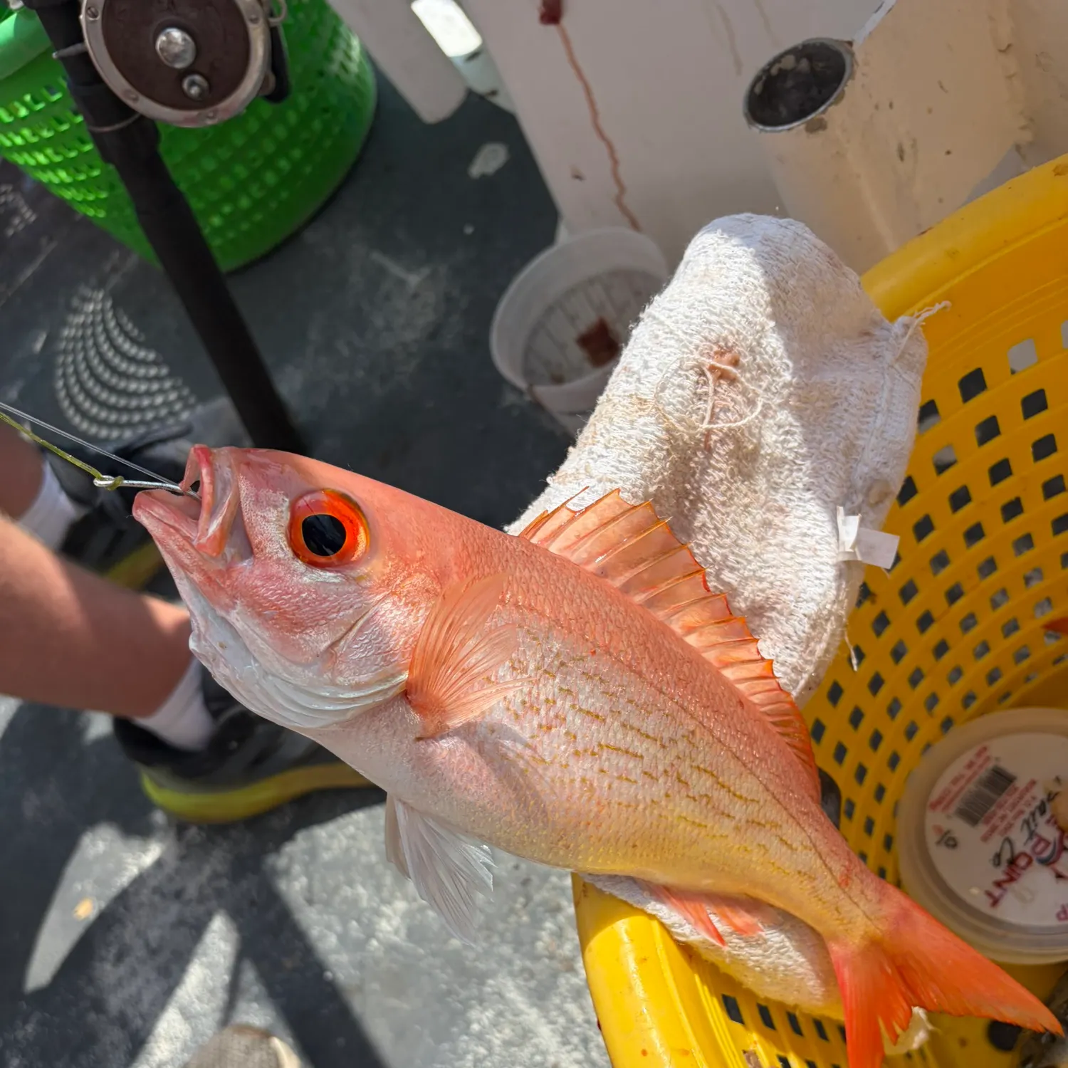 The most recent Vermilion snapper catches on Fishbrain