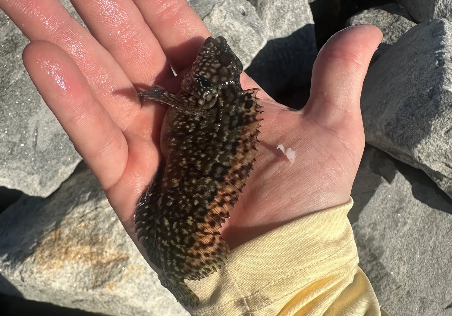 Hairy blenny