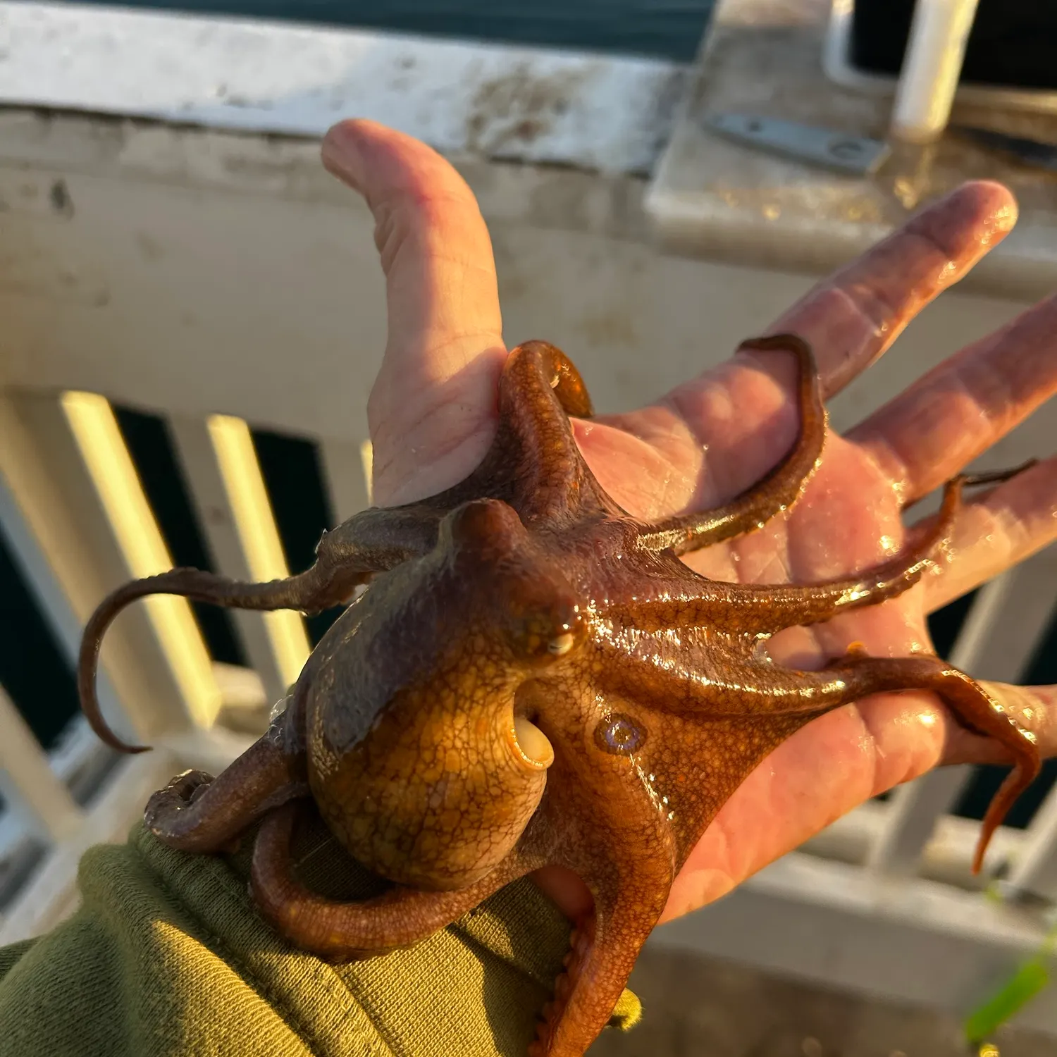The most recent Common octopus catches on Fishbrain