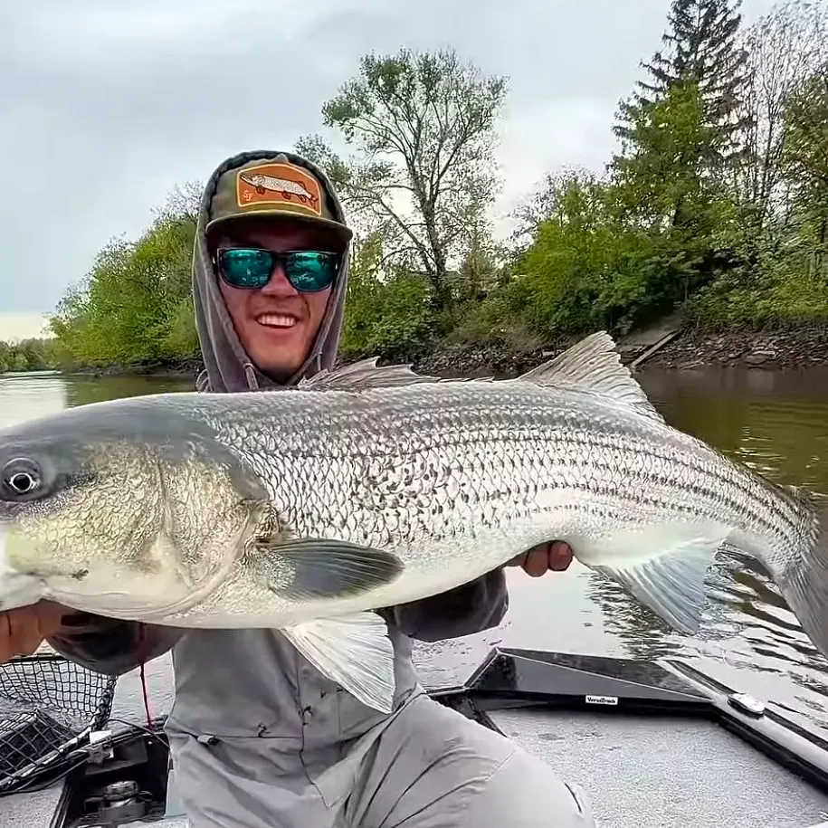 The most recent White steenbras catches on Fishbrain