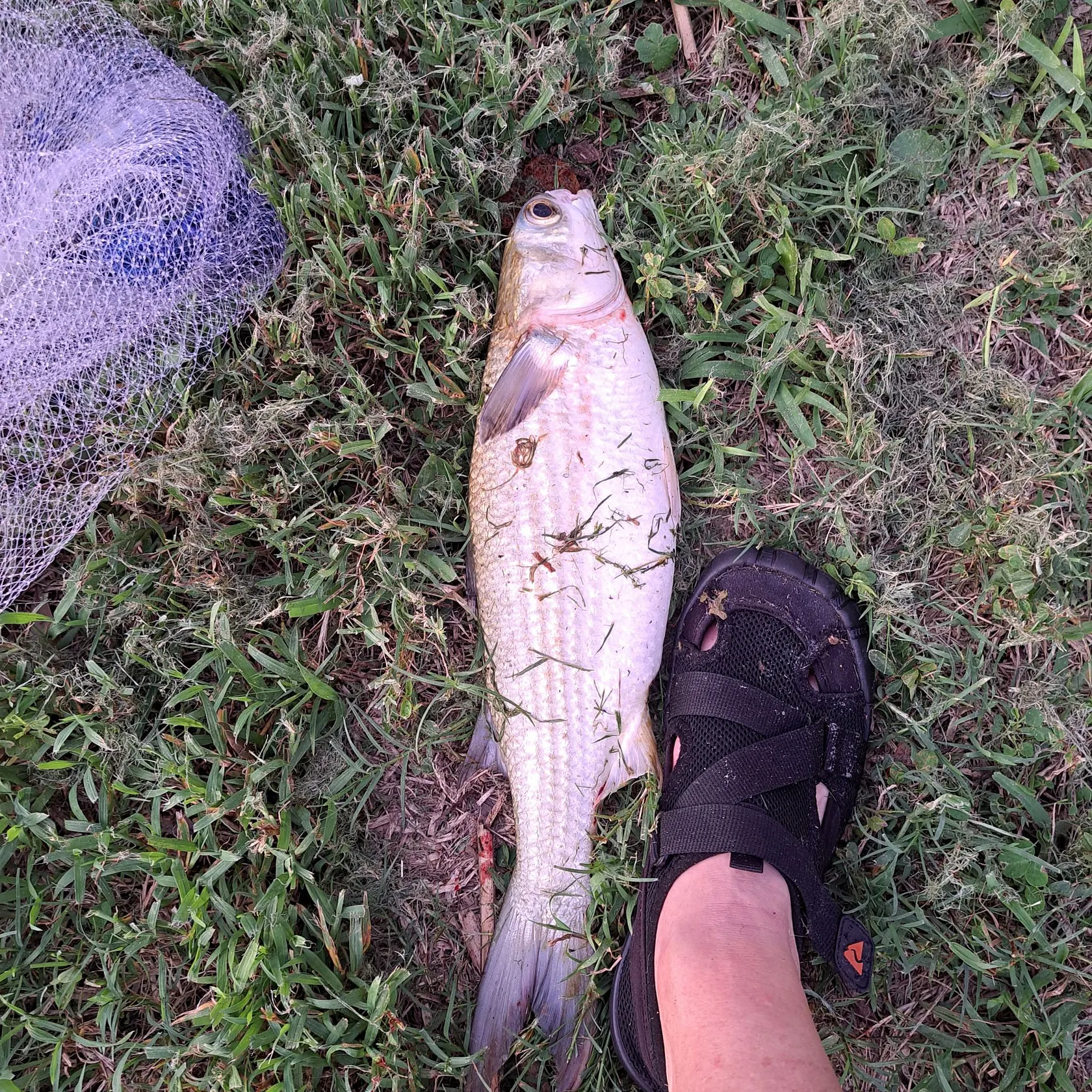 The most recent Striped mullet catches on Fishbrain