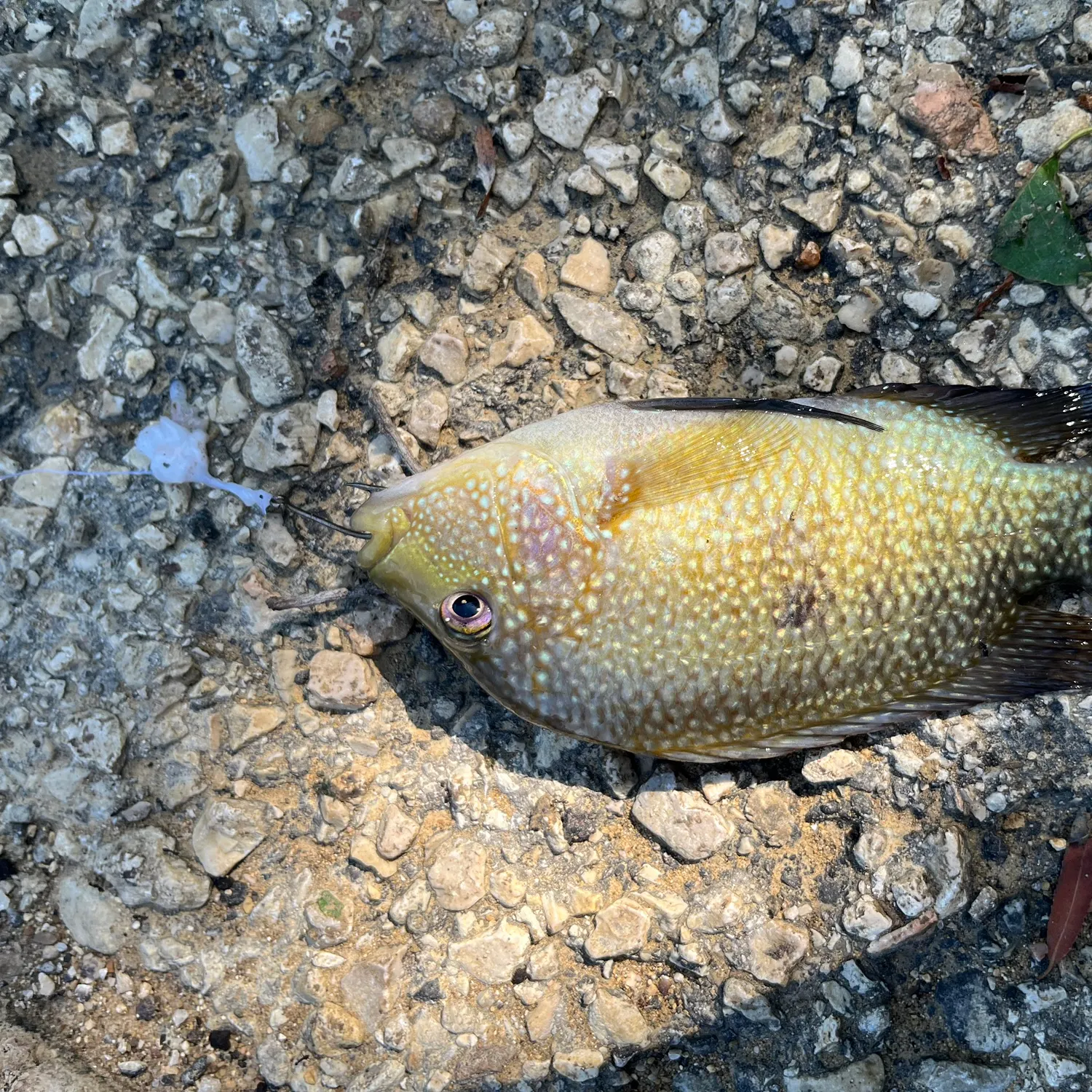 Rio Grande cichlid caught on Fishbrain