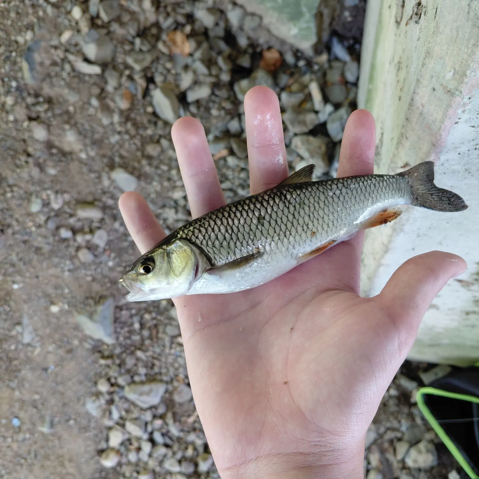 European chub caught on Fishbrain