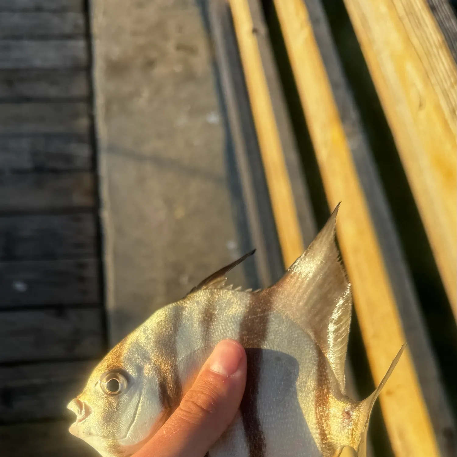 Atlantic spadefish caught on Fishbrain