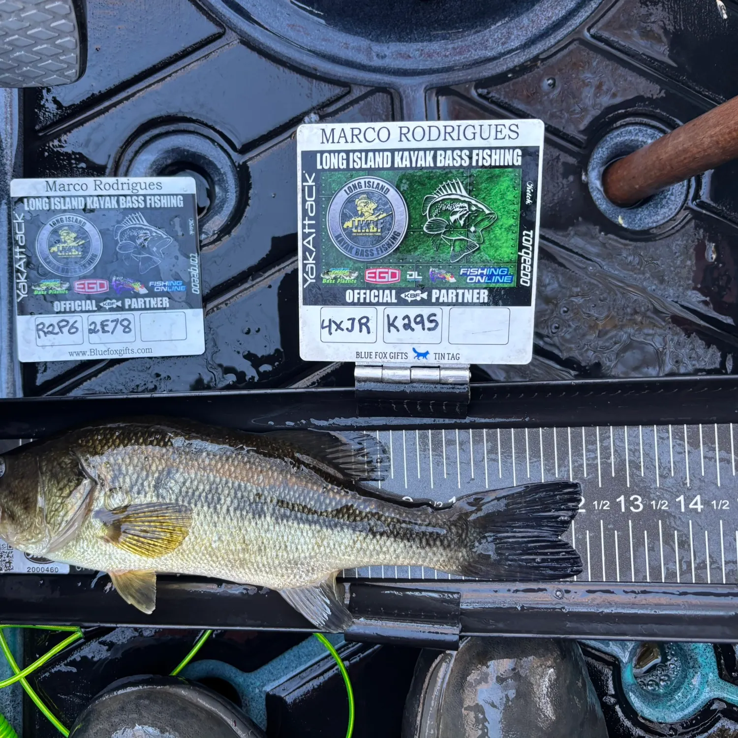recently logged catches