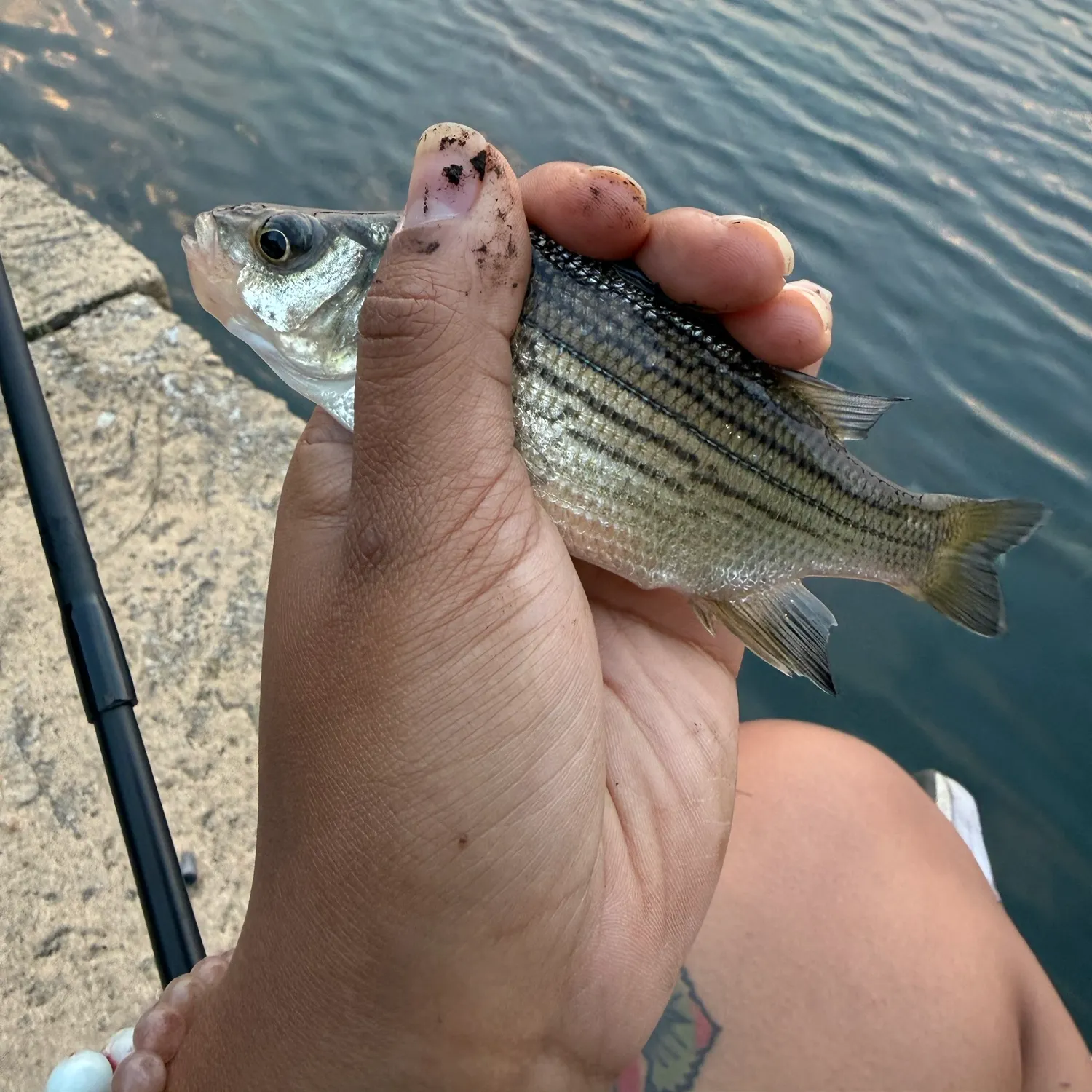 The most recent White bass catches on Fishbrain