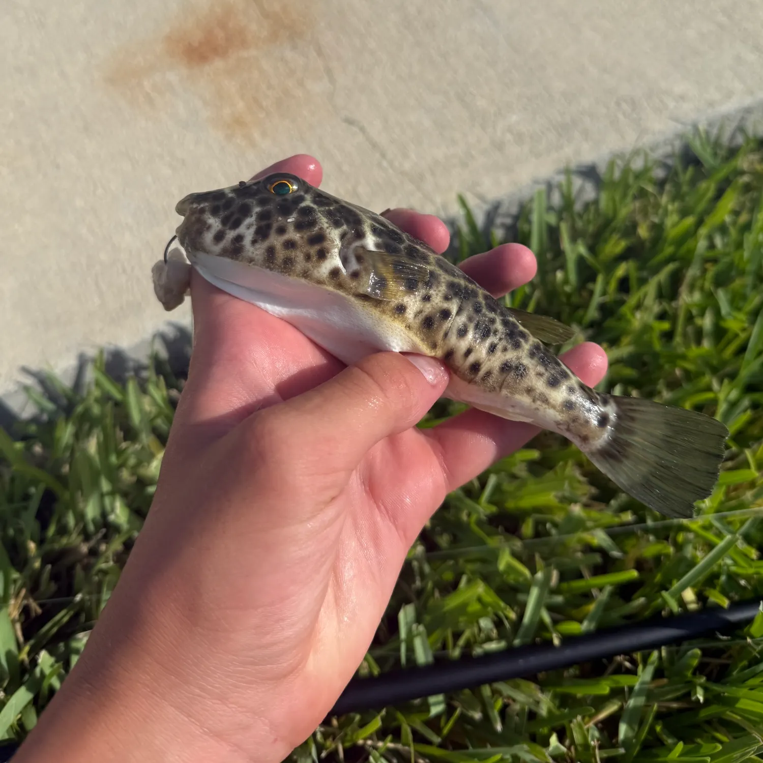 The most recent Checkered puffer catches on Fishbrain