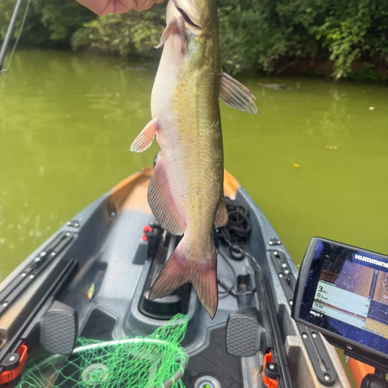 recently logged catches