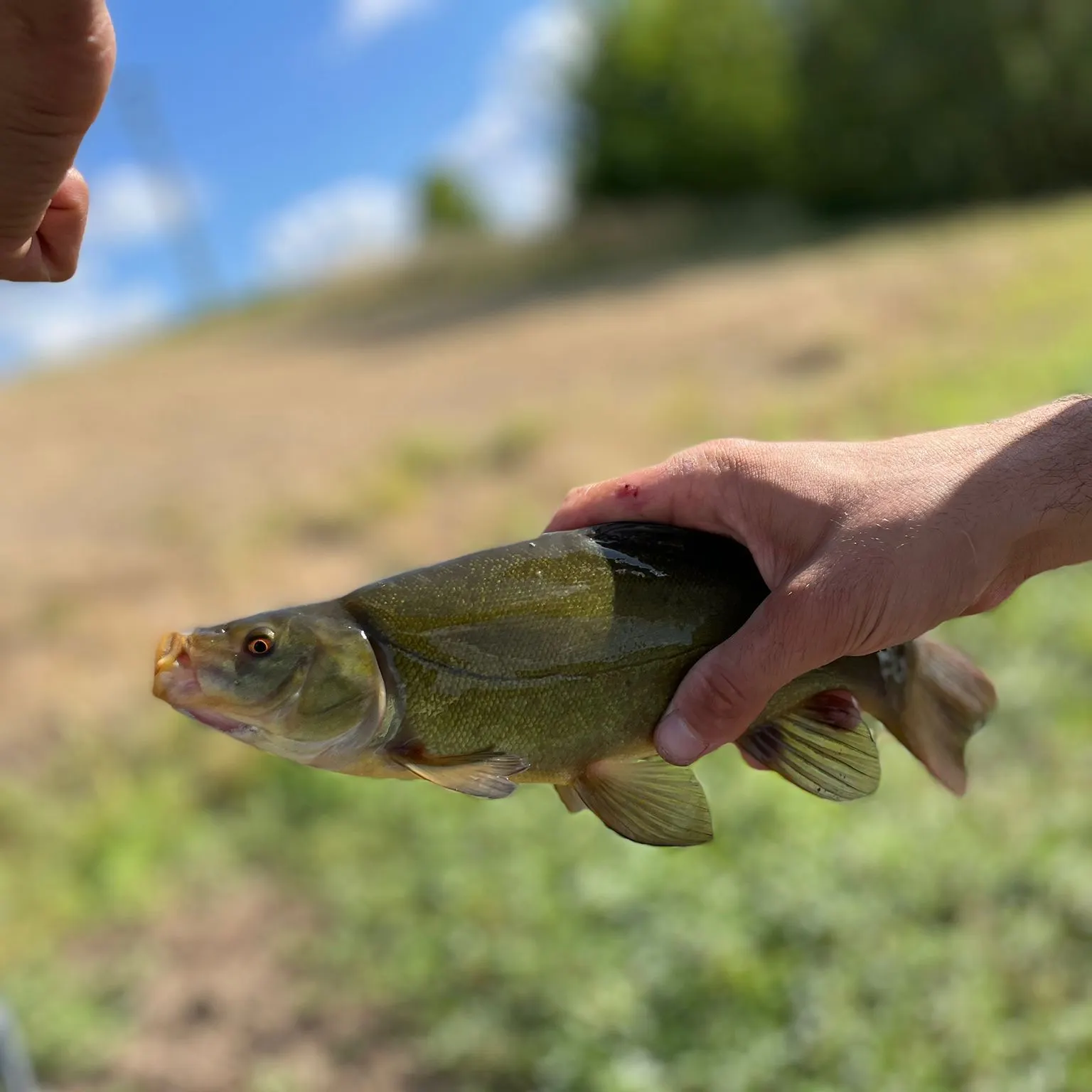 The most recent Tench catches on Fishbrain