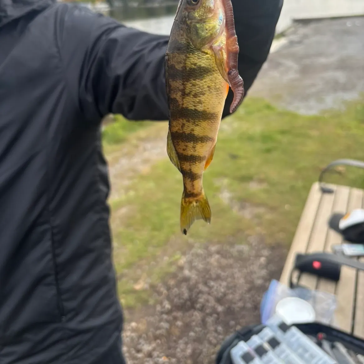 Yellow perch caught on Fishbrain