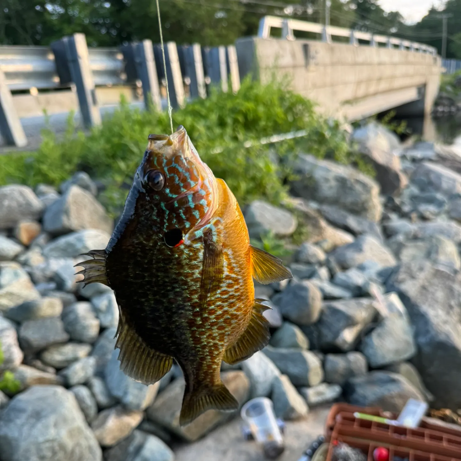 catch