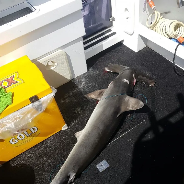 The most recent Scalloped hammerhead shark catches on Fishbrain