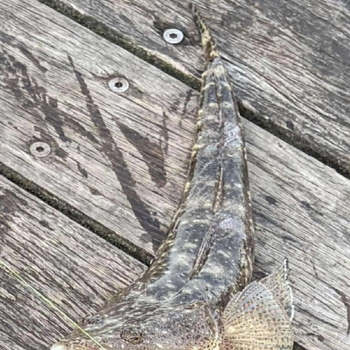 The most recent Dusky flathead catches on Fishbrain